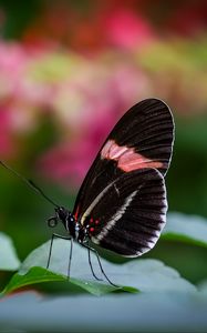 Preview wallpaper postman butterfly, butterfly, wings, macro, blur