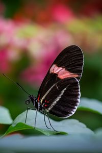 Preview wallpaper postman butterfly, butterfly, wings, macro, blur