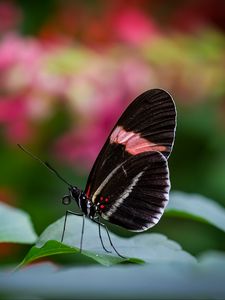 Preview wallpaper postman butterfly, butterfly, wings, macro, blur