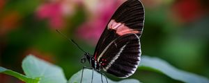 Preview wallpaper postman butterfly, butterfly, wings, macro, blur