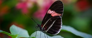 Preview wallpaper postman butterfly, butterfly, wings, macro, blur