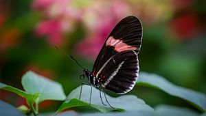 Preview wallpaper postman butterfly, butterfly, wings, macro, blur