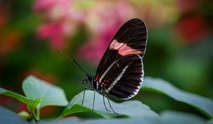 Preview wallpaper postman butterfly, butterfly, wings, macro, blur
