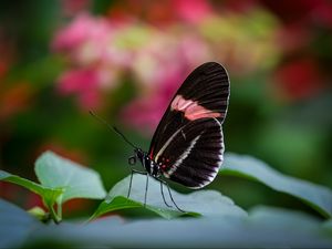 Preview wallpaper postman butterfly, butterfly, wings, macro, blur