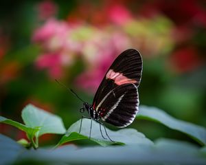 Preview wallpaper postman butterfly, butterfly, wings, macro, blur