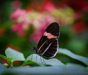 Preview wallpaper postman butterfly, butterfly, wings, macro, blur