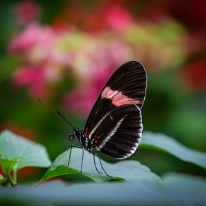 Preview wallpaper postman butterfly, butterfly, wings, macro, blur