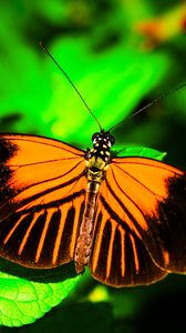 Preview wallpaper postman butterfly, butterfly, wings, macro, leaf