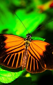 Preview wallpaper postman butterfly, butterfly, wings, macro, leaf