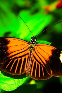 Preview wallpaper postman butterfly, butterfly, wings, macro, leaf