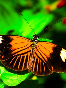 Preview wallpaper postman butterfly, butterfly, wings, macro, leaf