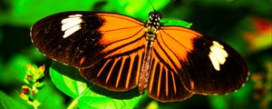 Preview wallpaper postman butterfly, butterfly, wings, macro, leaf