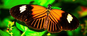 Preview wallpaper postman butterfly, butterfly, wings, macro, leaf