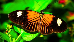 Preview wallpaper postman butterfly, butterfly, wings, macro, leaf