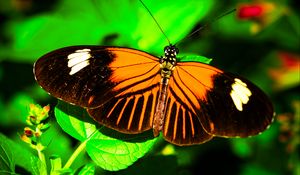 Preview wallpaper postman butterfly, butterfly, wings, macro, leaf