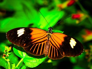 Preview wallpaper postman butterfly, butterfly, wings, macro, leaf