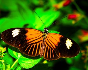 Preview wallpaper postman butterfly, butterfly, wings, macro, leaf