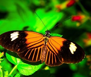 Preview wallpaper postman butterfly, butterfly, wings, macro, leaf