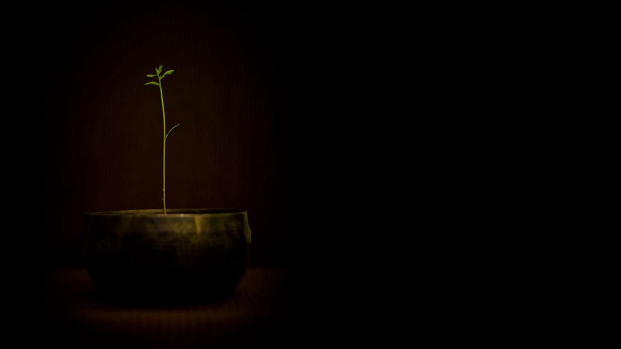Wallpaper pot, plants, sprout