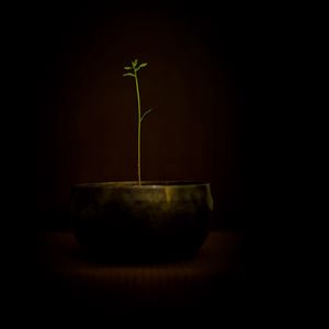 Preview wallpaper pot, plants, sprout