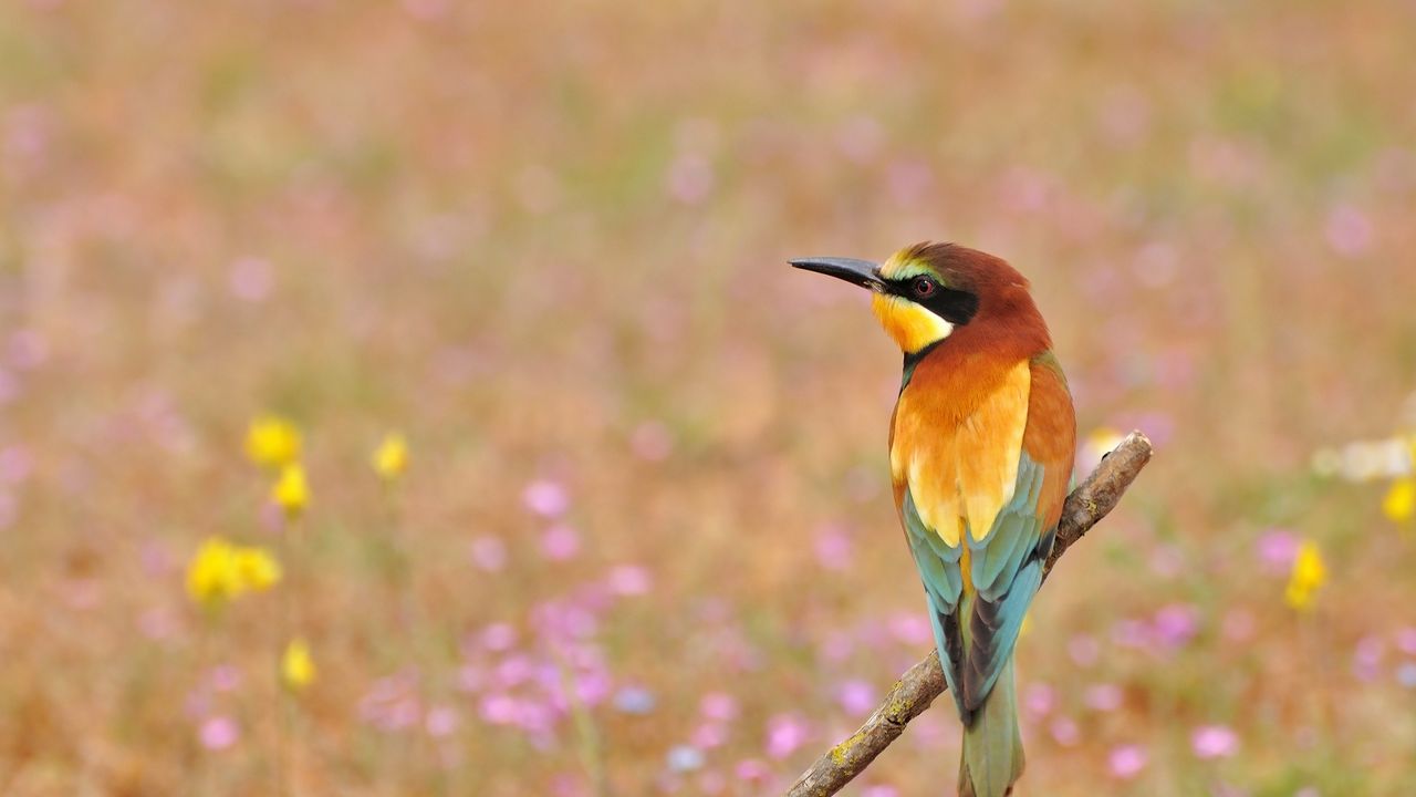 Wallpaper poultry, bee-eater, golden bee-eater, flowers