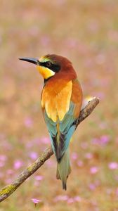 Preview wallpaper poultry, bee-eater, golden bee-eater, flowers