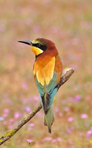 Preview wallpaper poultry, bee-eater, golden bee-eater, flowers