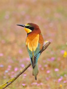 Preview wallpaper poultry, bee-eater, golden bee-eater, flowers