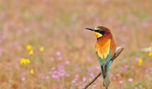 Preview wallpaper poultry, bee-eater, golden bee-eater, flowers