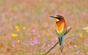 Preview wallpaper poultry, bee-eater, golden bee-eater, flowers