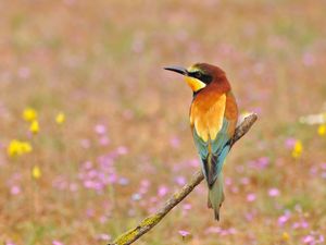 Preview wallpaper poultry, bee-eater, golden bee-eater, flowers