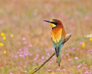 Preview wallpaper poultry, bee-eater, golden bee-eater, flowers