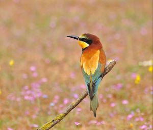 Preview wallpaper poultry, bee-eater, golden bee-eater, flowers