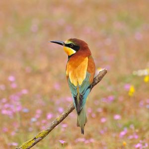 Preview wallpaper poultry, bee-eater, golden bee-eater, flowers