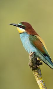 Preview wallpaper poultry, bee-eater, golden bee-eater, branch