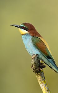 Preview wallpaper poultry, bee-eater, golden bee-eater, branch