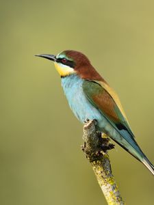 Preview wallpaper poultry, bee-eater, golden bee-eater, branch