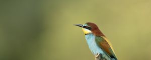 Preview wallpaper poultry, bee-eater, golden bee-eater, branch