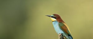 Preview wallpaper poultry, bee-eater, golden bee-eater, branch