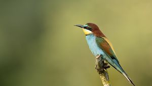 Preview wallpaper poultry, bee-eater, golden bee-eater, branch