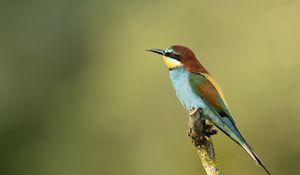 Preview wallpaper poultry, bee-eater, golden bee-eater, branch