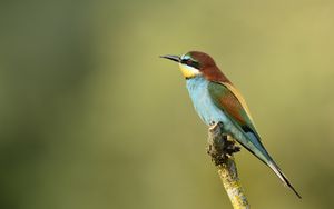 Preview wallpaper poultry, bee-eater, golden bee-eater, branch