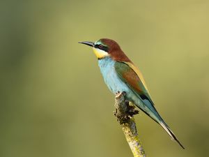 Preview wallpaper poultry, bee-eater, golden bee-eater, branch