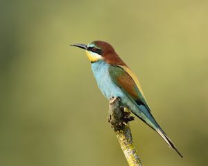 Preview wallpaper poultry, bee-eater, golden bee-eater, branch