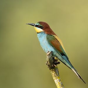 Preview wallpaper poultry, bee-eater, golden bee-eater, branch