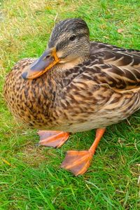 Preview wallpaper poultry, duck, grass