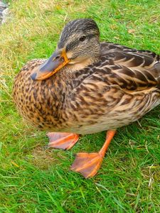 Preview wallpaper poultry, duck, grass