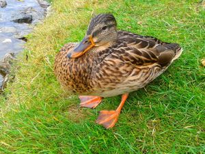 Preview wallpaper poultry, duck, grass