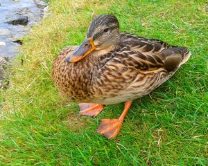 Preview wallpaper poultry, duck, grass