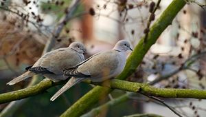 Preview wallpaper poultry, pigeons, branch, wood, steam